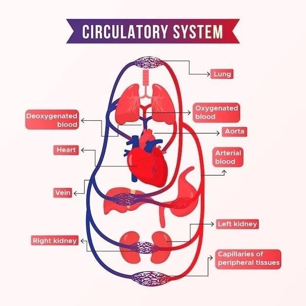 Anatomía, Función y Significado de la Arteria Hepática Común