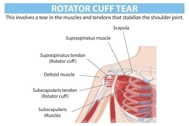 Título: Anatomía y Función de la Clavícula