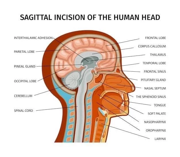 Nervio Nasociliar⁚ Anatomía, Función y Tratamiento