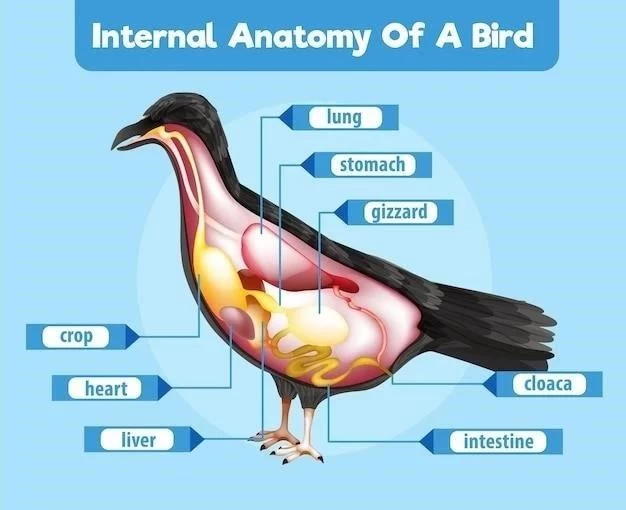 Cresta ilíaca: Anatomía, localización y función