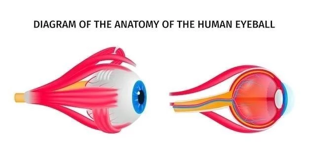 El Nervio Óptico: Anatomía, Ubicación y Función